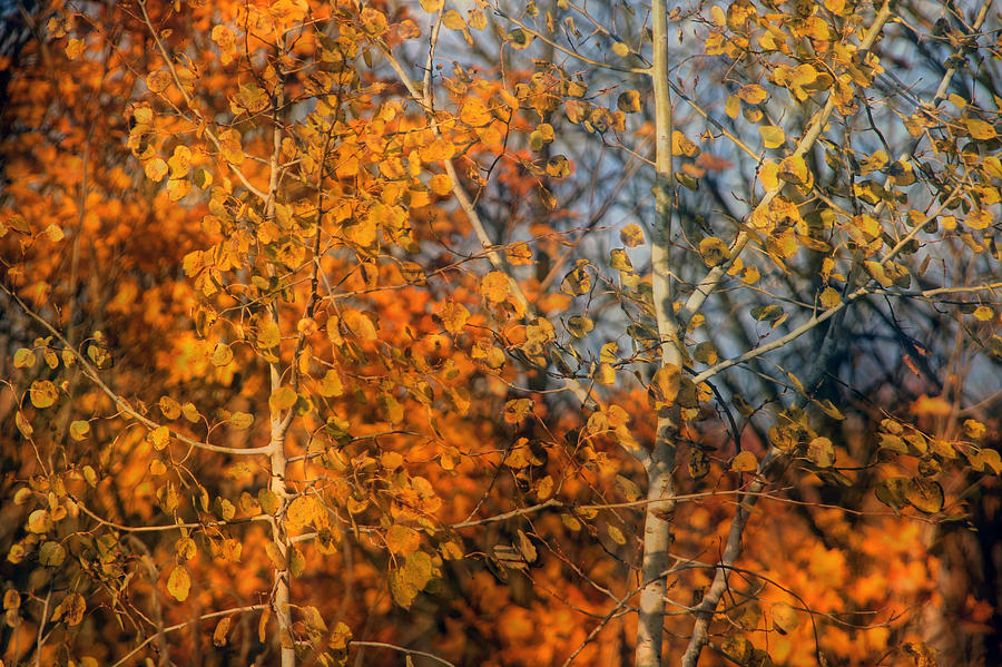 Poplars in Autumn Photograph by Jim Vance