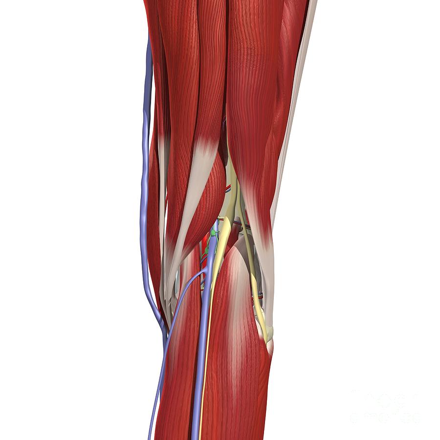 Popliteal Fossa Photograph by Medical Images, Universal Images Group