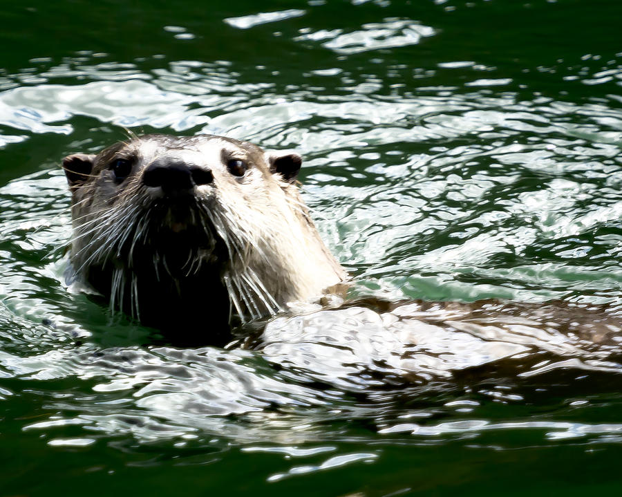Poppa Otter Photograph by Belinda Greb