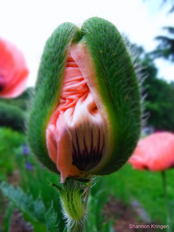 Poppy Photograph - Wrapped Up by Shannon Kringen