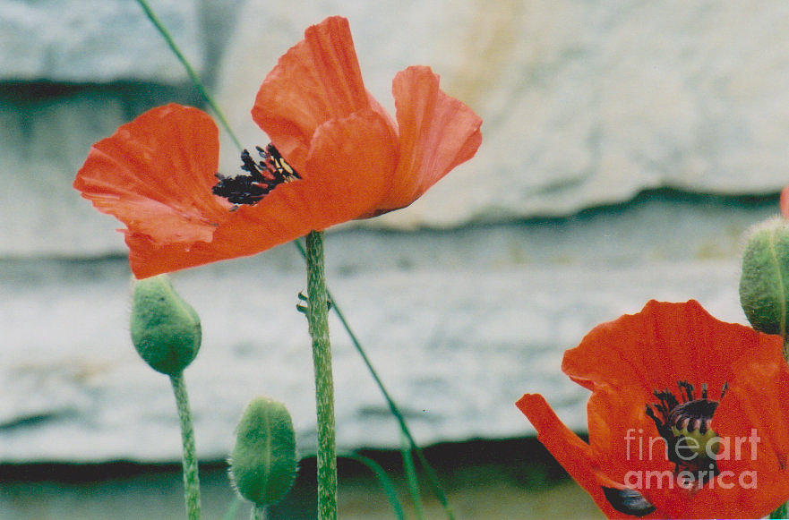 Poppies - 2 Photograph by Jackie Mueller-Jones