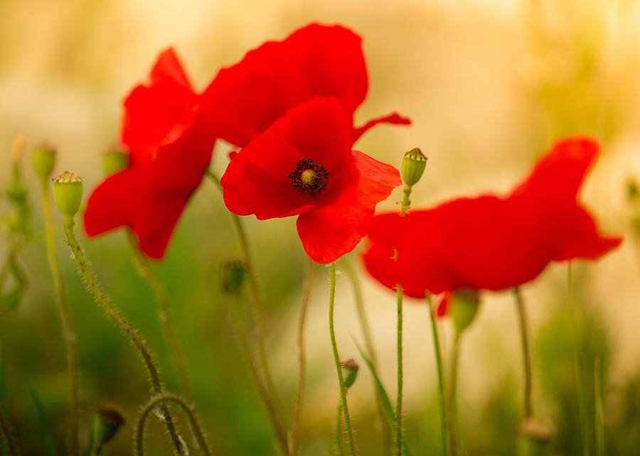 Nature Photograph - Poppies Again by Rani Meenagh