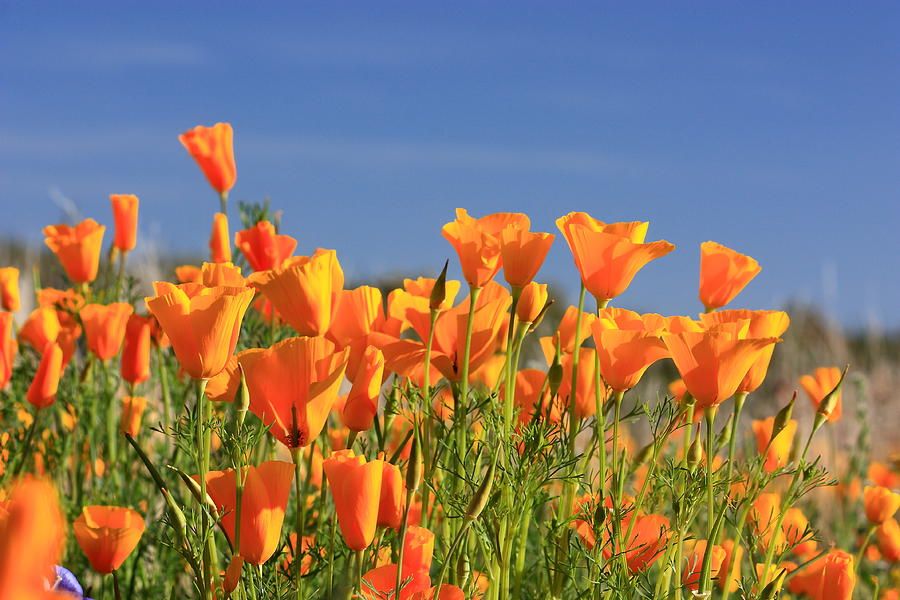 Poppies Photograph by Alicia Keller - Fine Art America