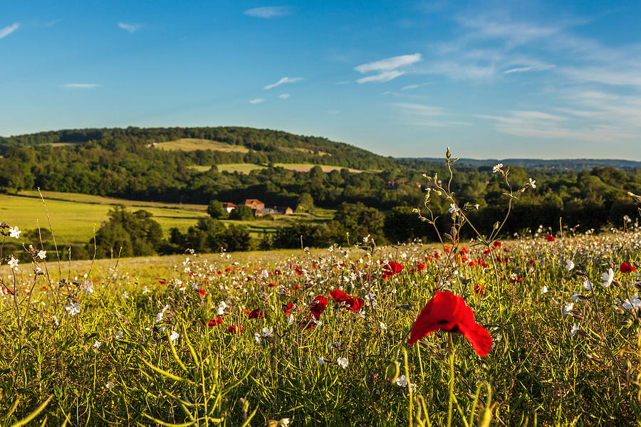 Nature Photograph - Poppies along the Darenth Valley by Stuart Gennery