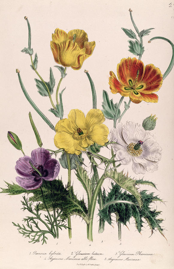 Poppies And Anemones, Plate 5 From The Ladies Flower Garden, Published 1842 Colour Litho Photograph by Jane Loudon