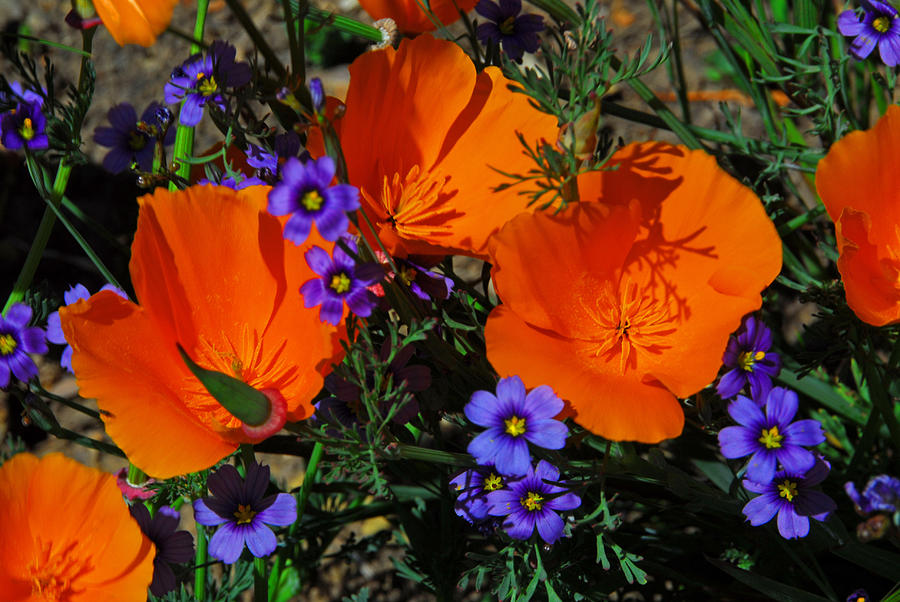 Poppies and Blue-Eyed Grass   Photograph by Lynn Bauer
