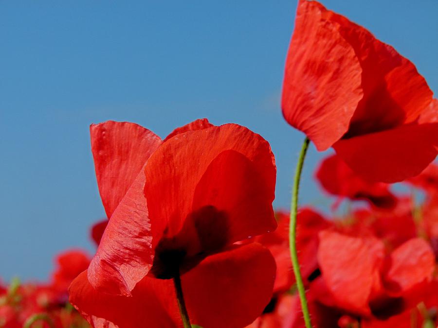 Poppies and Blue Sky Photograph by Vanessa Thomas