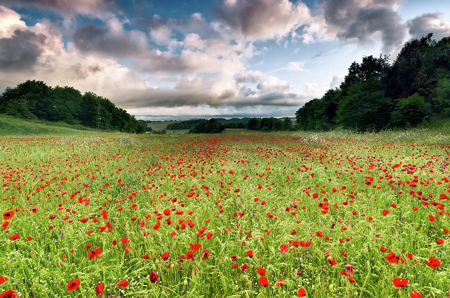 Poppies And Clouds Photograph by Finasteride