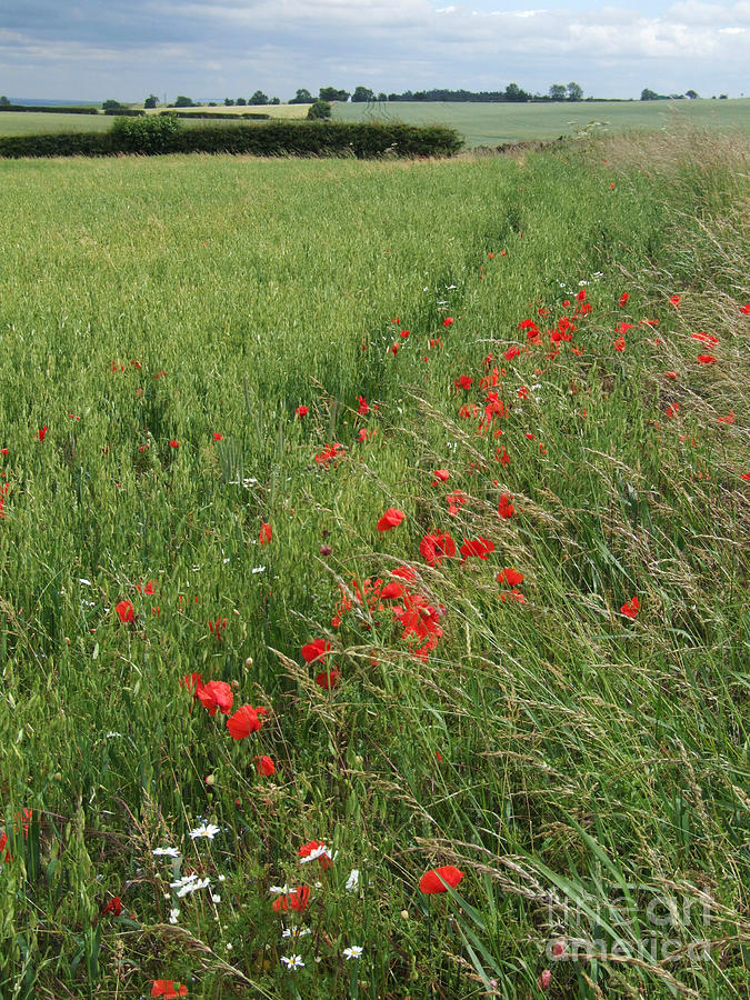 Red Poppies and Cornfield Photograph by Phil Banks