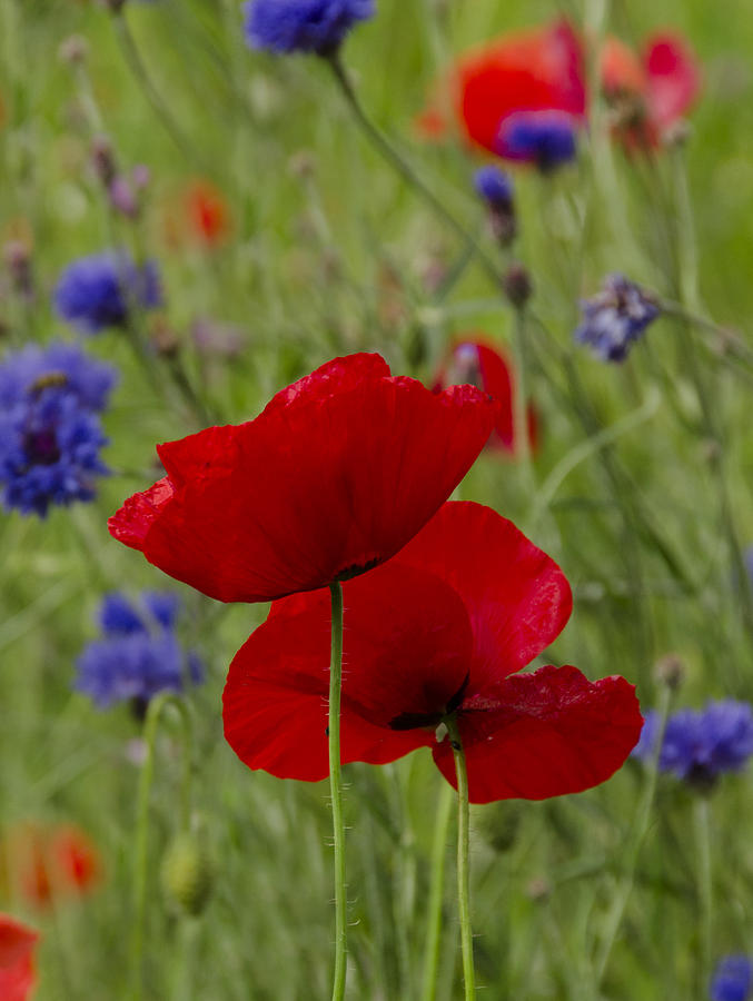 Poppies And Cornflowers Photograph