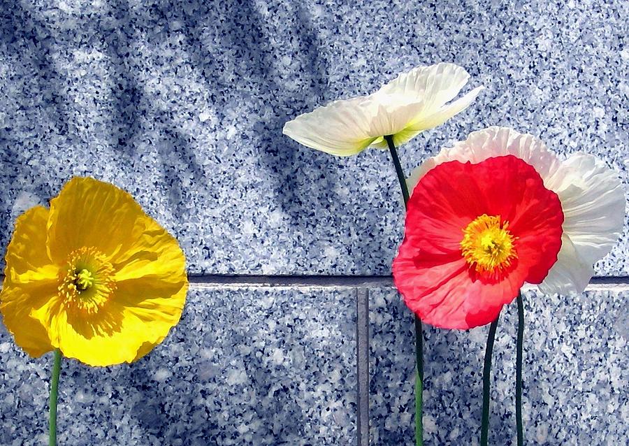 Poppies And Granite Digital Art by Will Borden