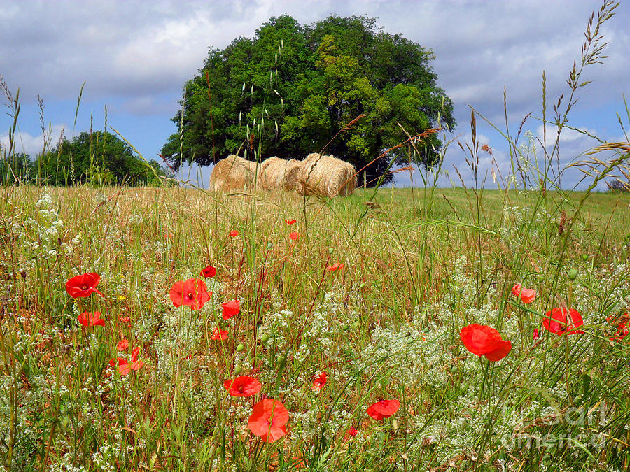 Poppies and hay rolls Photograph by Rod Jones