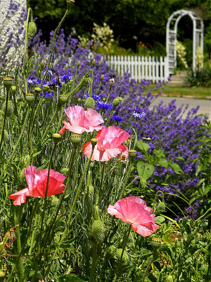 Poppies and Lavender Photograph by Chris Berry