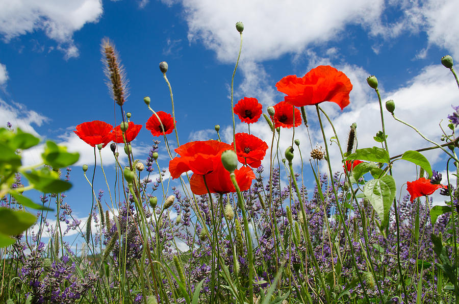 Poppies And Lavender Photograph