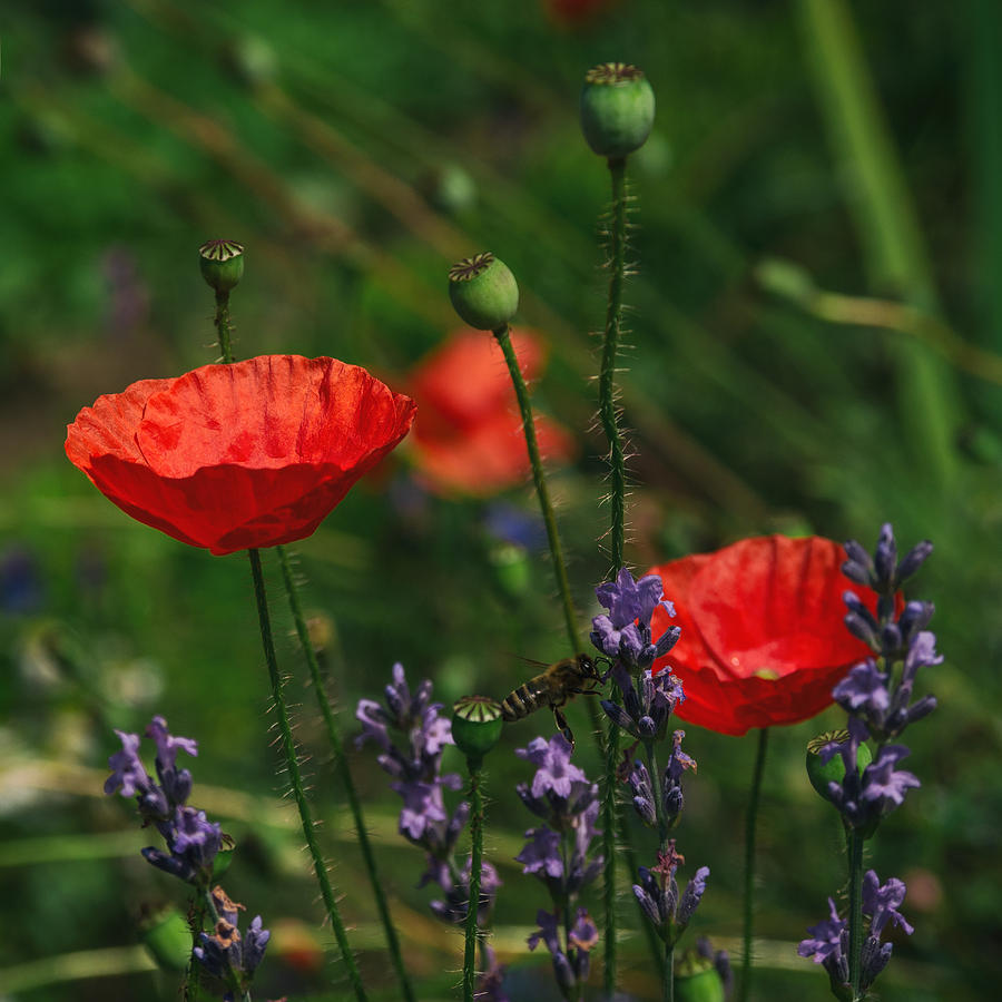 Poppies And Lavender Photograph
