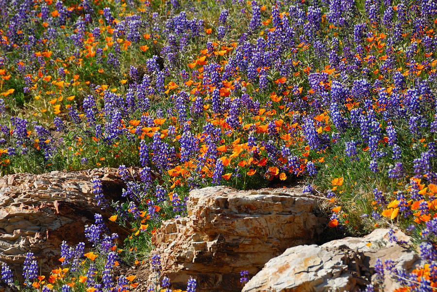 Poppies and Lupines on the Rocks Photograph by Lynn Bauer