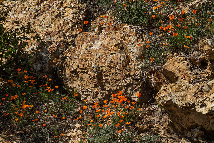 Flower Photograph - Poppies and  Rocks by Roger Mullenhour