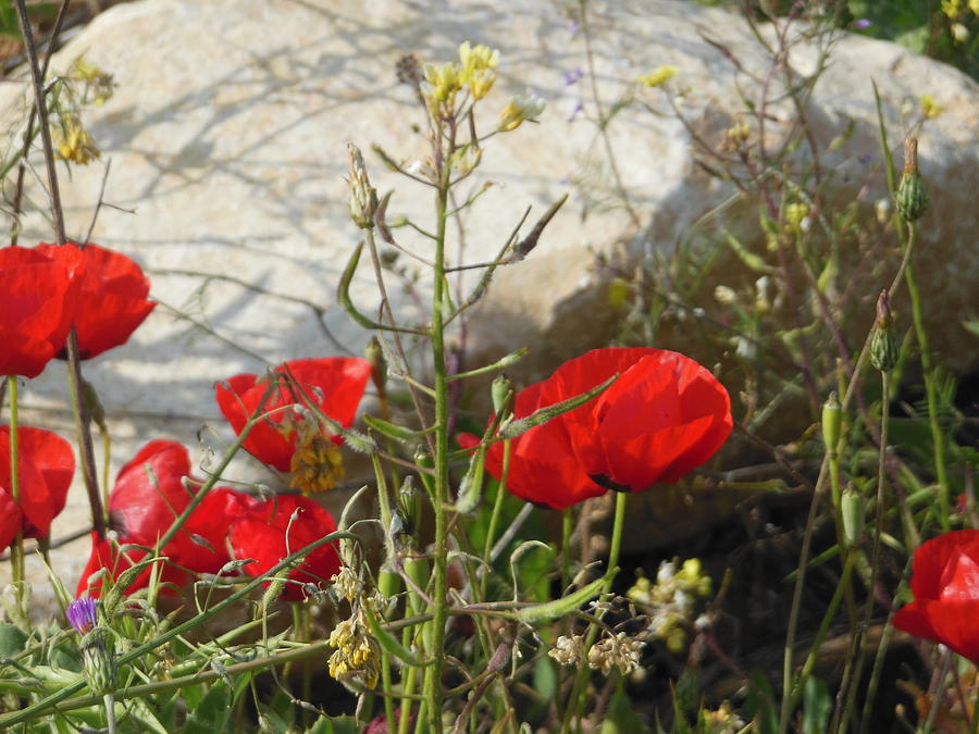 Poppies and Stone Photograph by Esther Newman-Cohen
