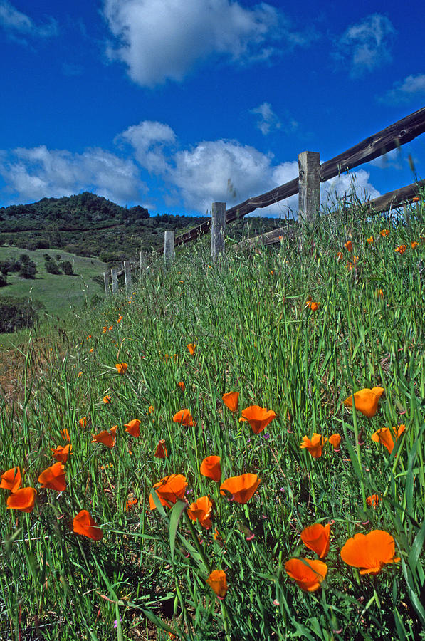 Landscape Photograph - Poppies and the Fence by Kathy Yates