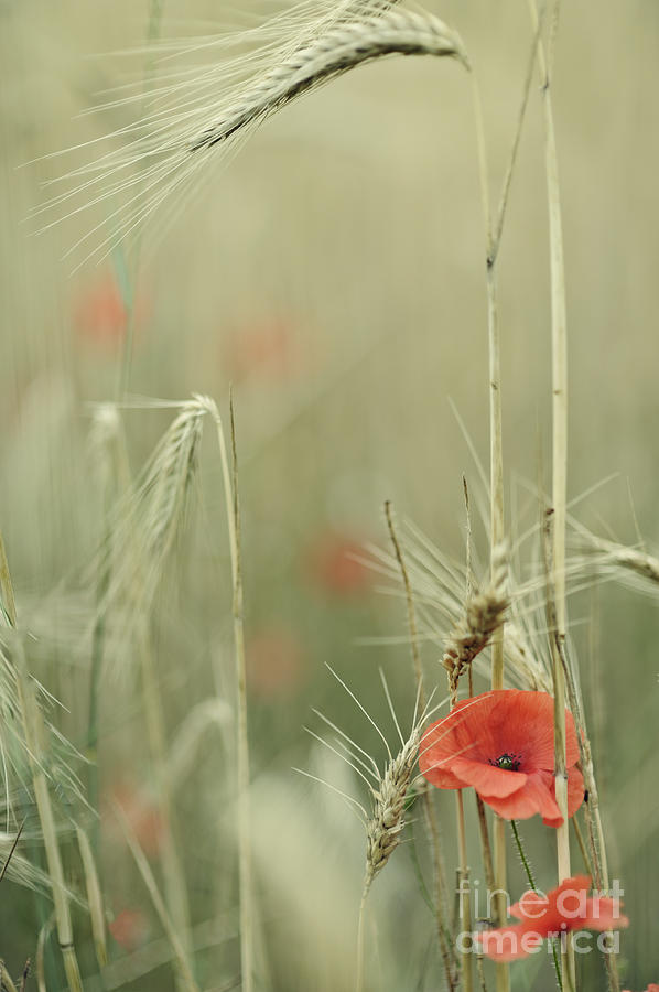 Poppies and wheat ear Photograph by Jean Gill