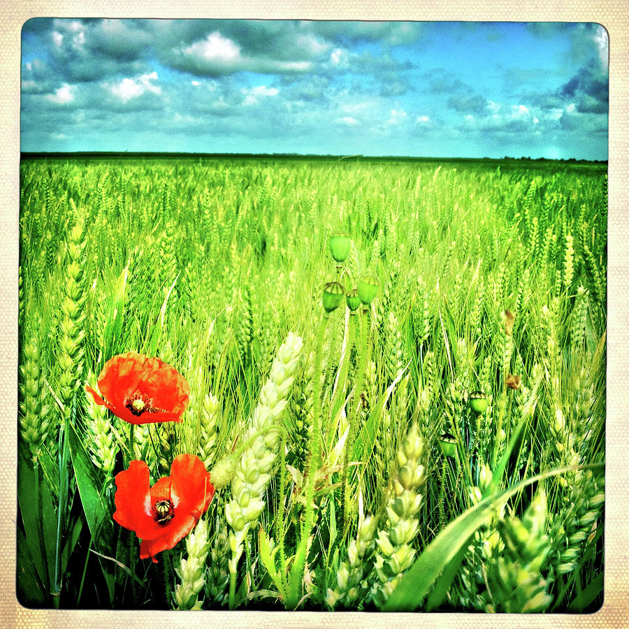 Poppies And Wheat Field, Normandy Photograph by Karen Desjardin