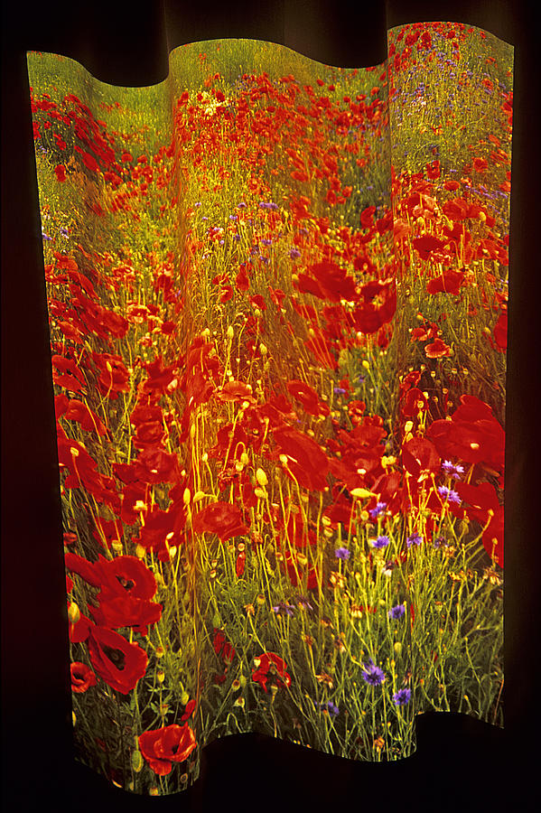 Poppies and Wildflowers Photograph by Doug Davidson