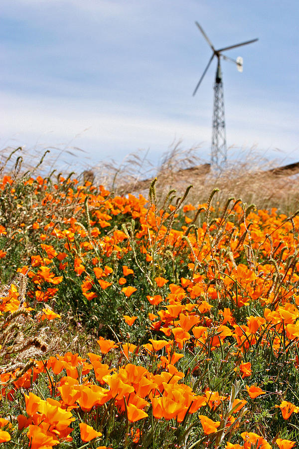 Poppies and Wind Powered Pump Photograph by Art Block Collections
