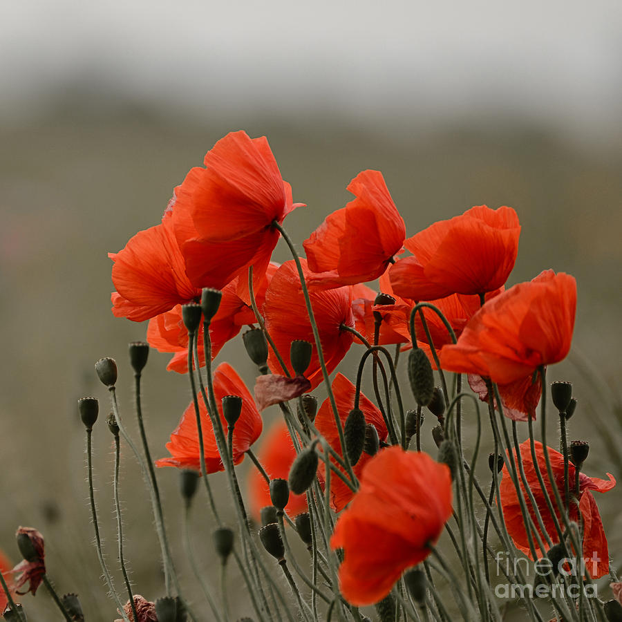Poppies Photograph by Andreas Berheide
