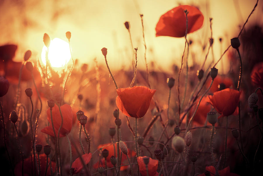 Poppies At Evening Sunset Photograph by Photograph By Nick Lee