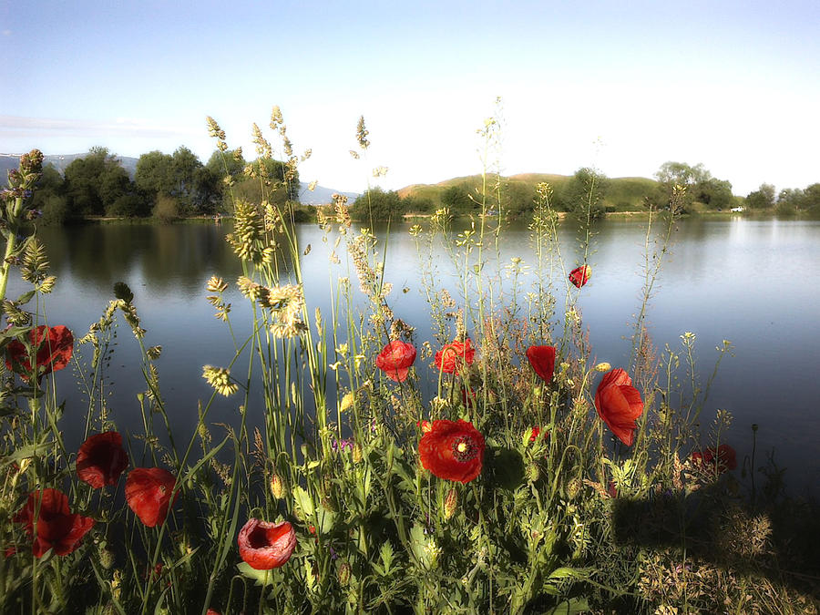 Poppies at lake Photograph by Rumiana Nikolova