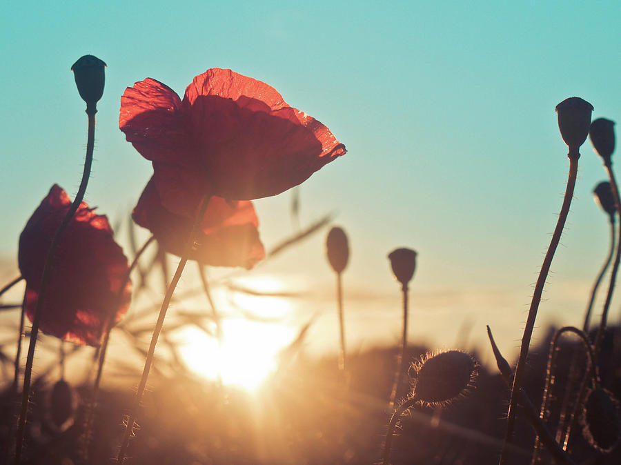 Poppies At Sunset Photograph by Helen Ogbourn