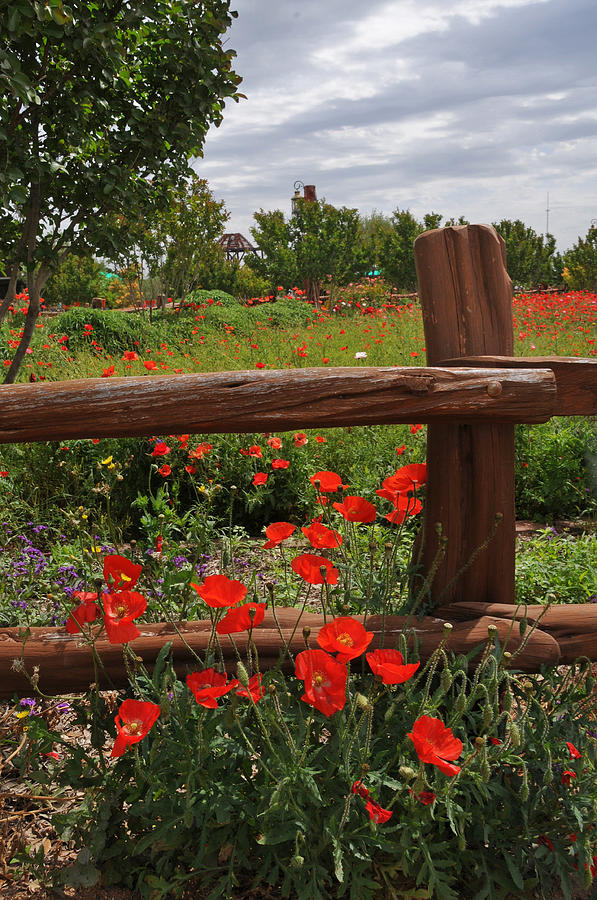 Poppies at the Farm Photograph by Lynn Bauer
