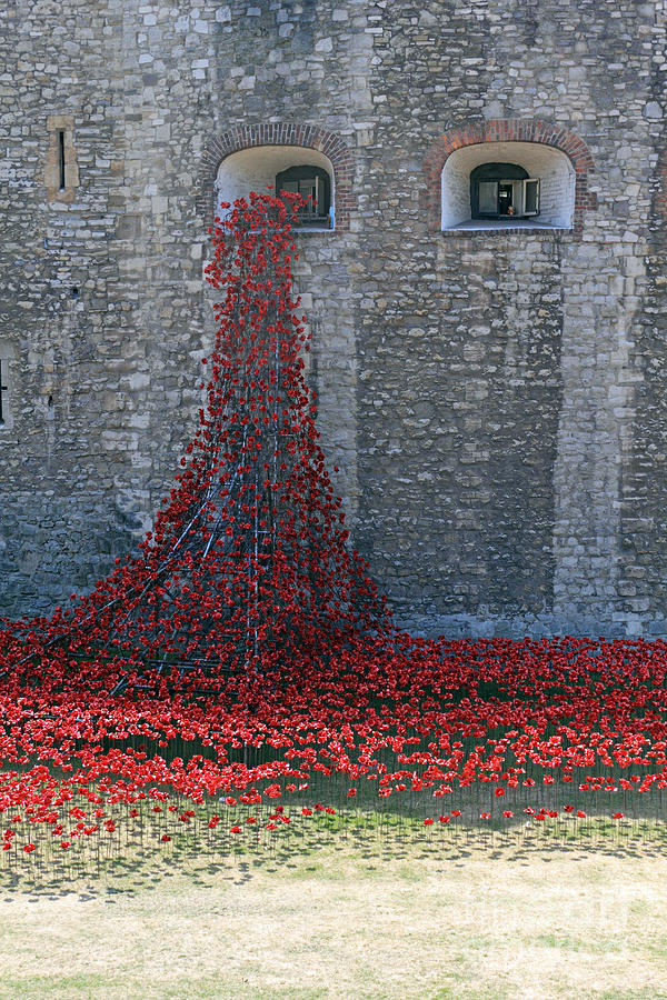 Poppies At The Tower Of London Photograph