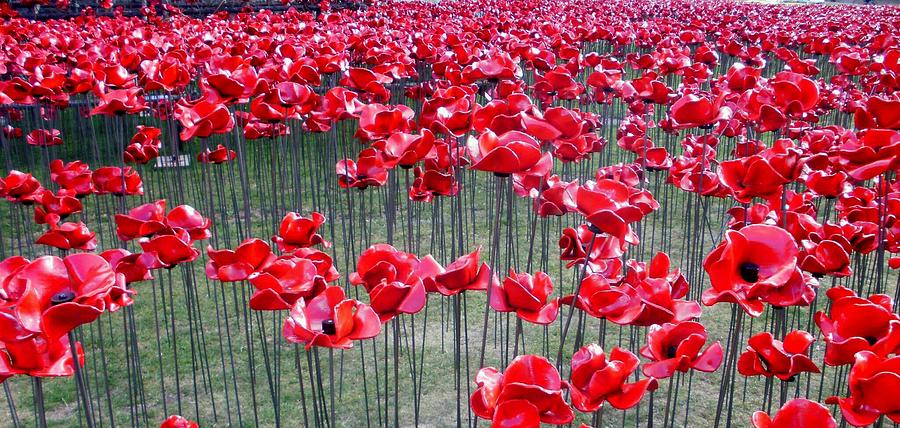 Tower Of London Photograph - Poppies at the Tower of London by Mary Poulton