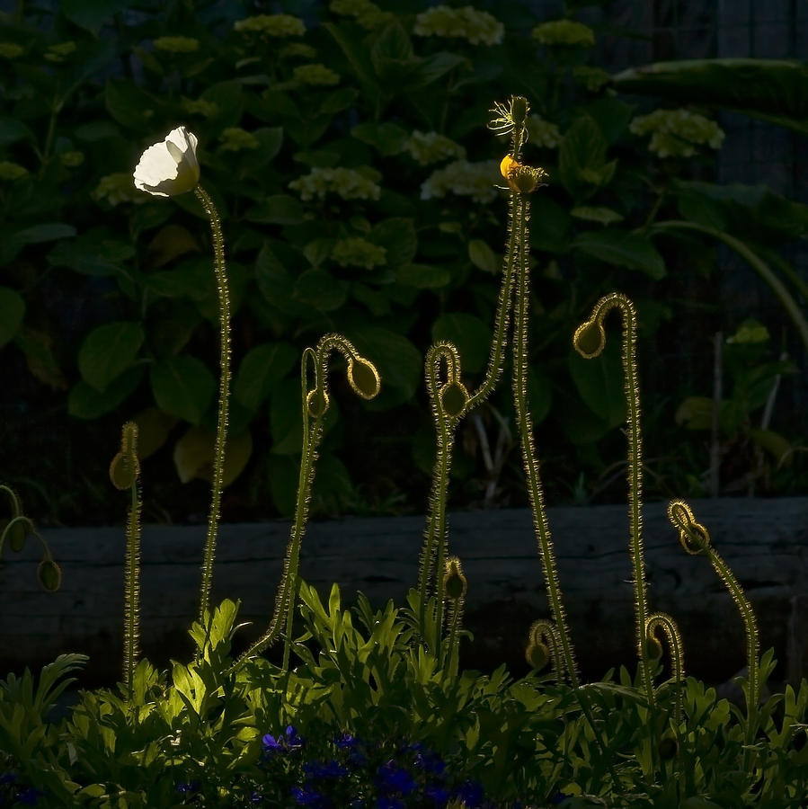 Poppies Backlit Photograph by Anthony Davey