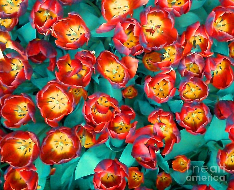 Red Tulips Photograph by Beth Ferris Sale