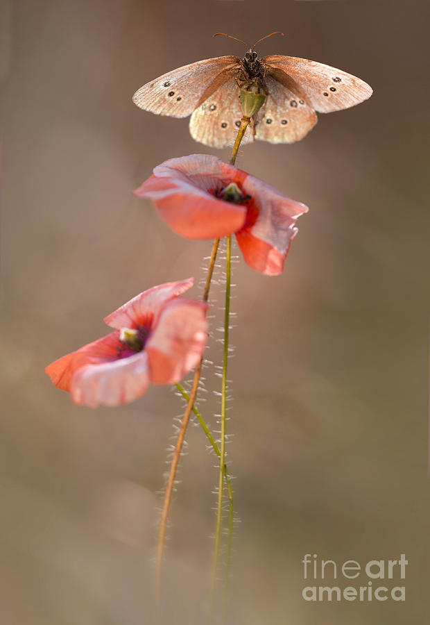 Poppies #1 Photograph by Jaroslaw Blaminsky