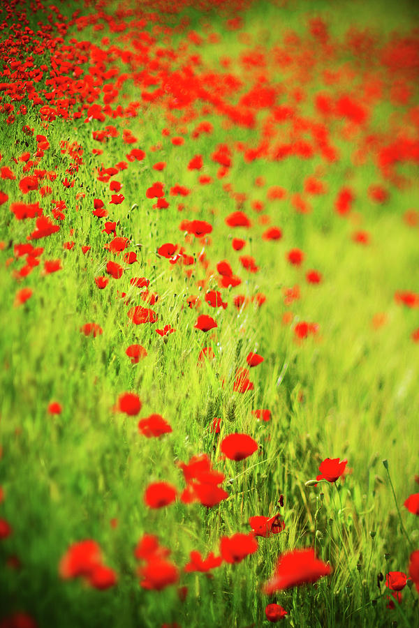 Poppies Blooming In Spring Photograph by Piola666