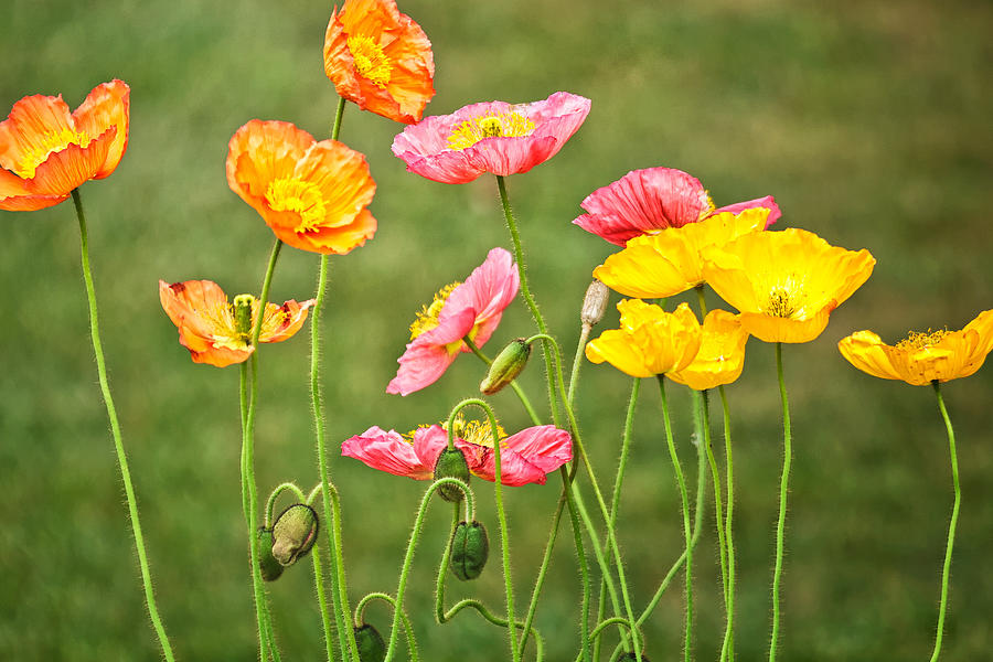 Poppies Blooming Photograph by Joan Herwig
