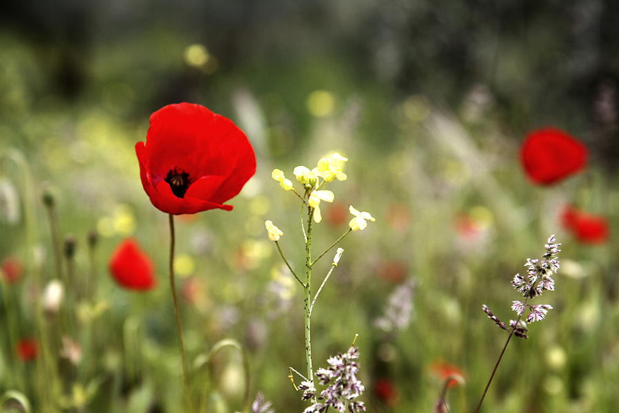 Poppies Photograph by Chiara Benelli