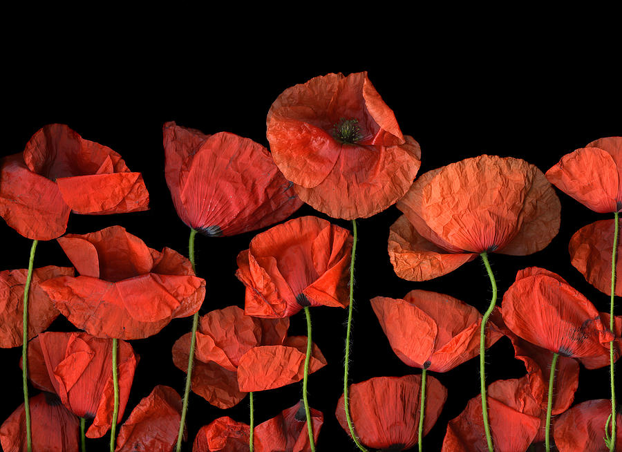 Poppies Photograph by Christian Slanec
