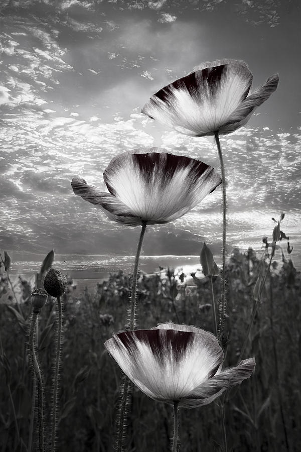 Mountain Photograph - Poppies by Debra and Dave Vanderlaan
