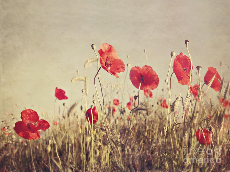 Poppy Photograph - Poppies by Diana Kraleva