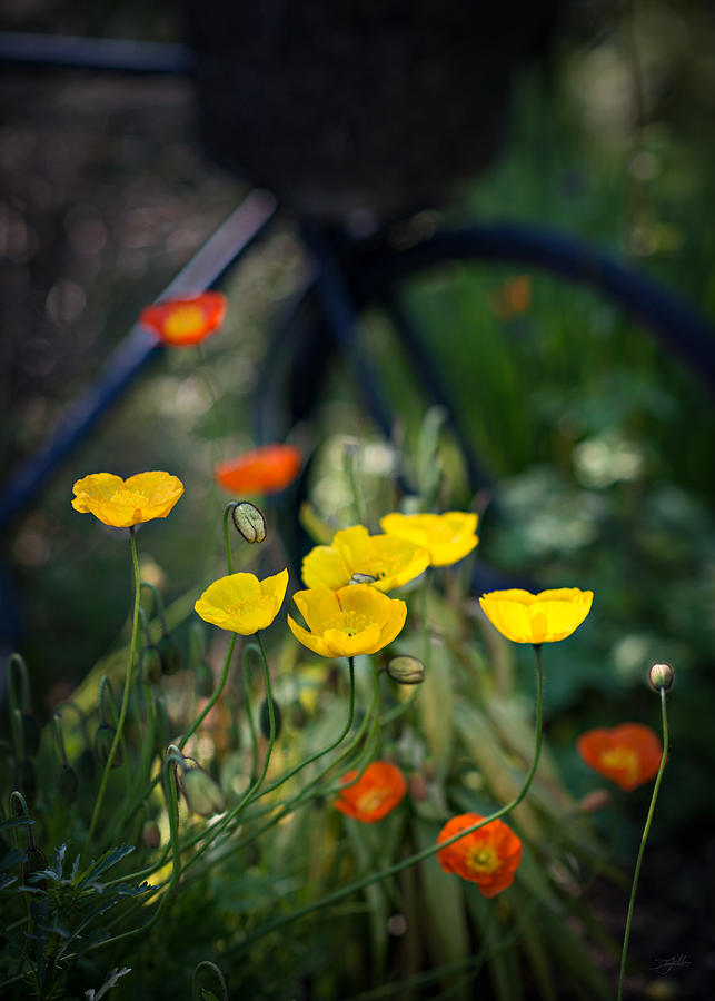 Poppies Photograph by Doug Gibbons