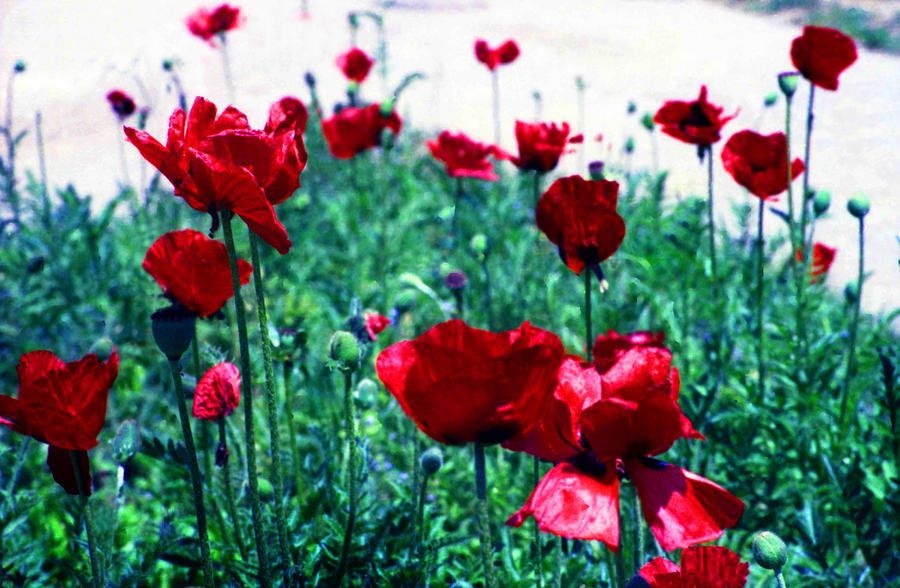 Poppies Photograph by Emanuel Tanjala