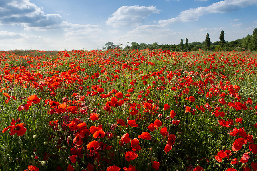 Poppies Photograph by Gary Eason