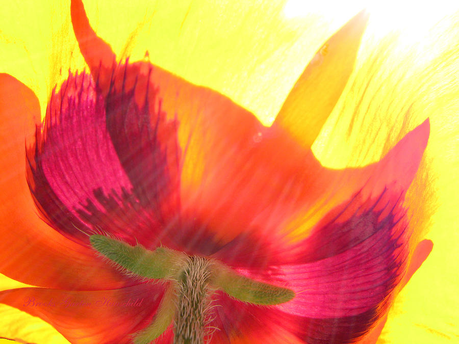 Poppies Gone Wild - Floral Photography - Floral Macro - Oriental Poppy Macro Photograph by Brooks Garten Hauschild