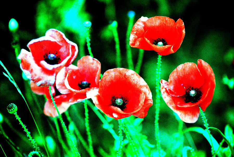 Poppies  Photograph by Gordon James