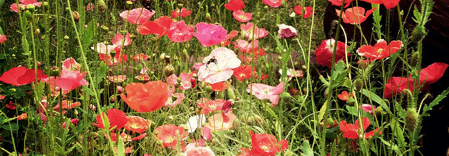 Poppy Photograph - Poppies Grow by Larysa  Luciw