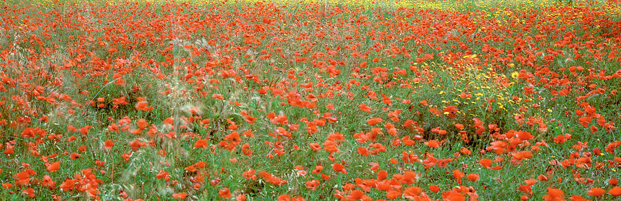 Poppy Photograph - Poppies Growing In A Field, Sicily by Panoramic Images